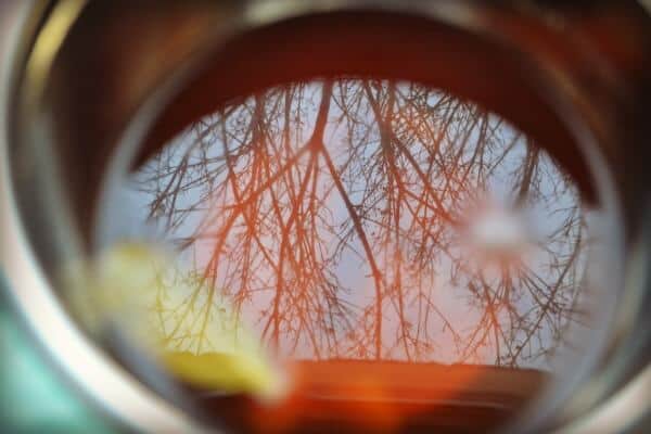 Maple and Hard Cider Brine