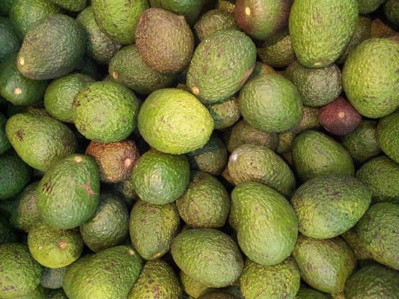 avocado BKG