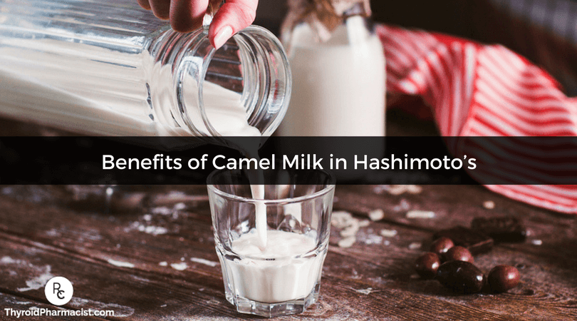 Discover the benefits of camel milk and how it can help Hashimoto's and hypothyroidism.