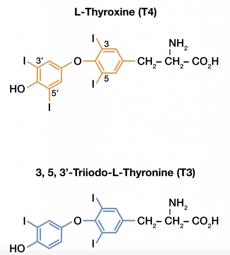 Chemical Structure of T4 & T3